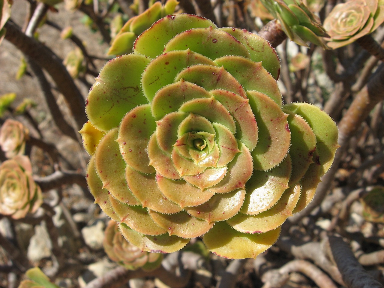 malta stone rose summer free photo