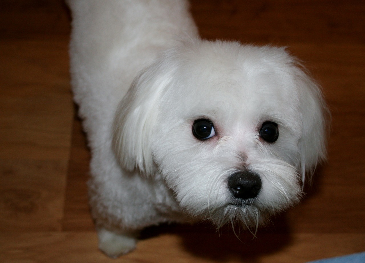 maltese white dog free photo