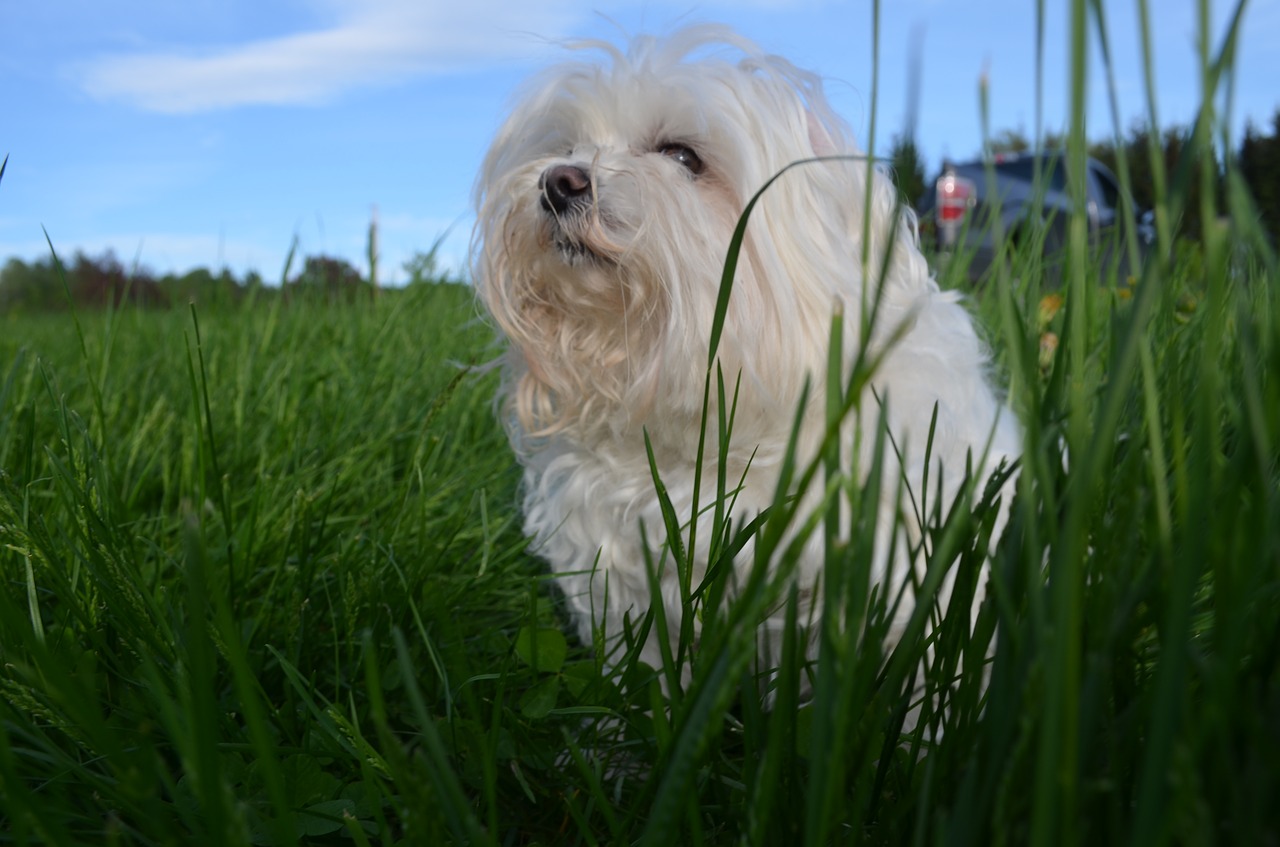 maltese vermont grass free photo