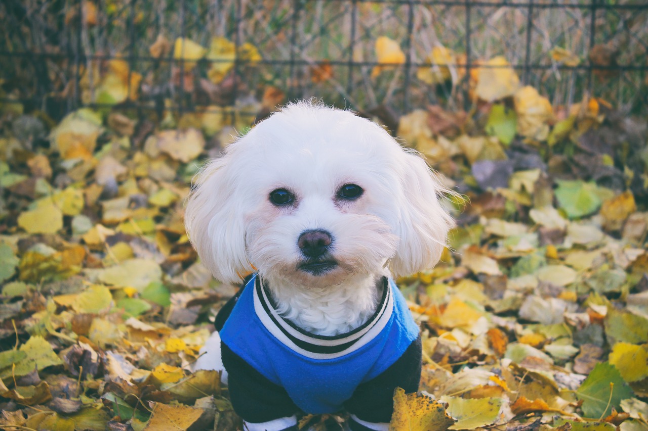 maltese dog dog white free photo