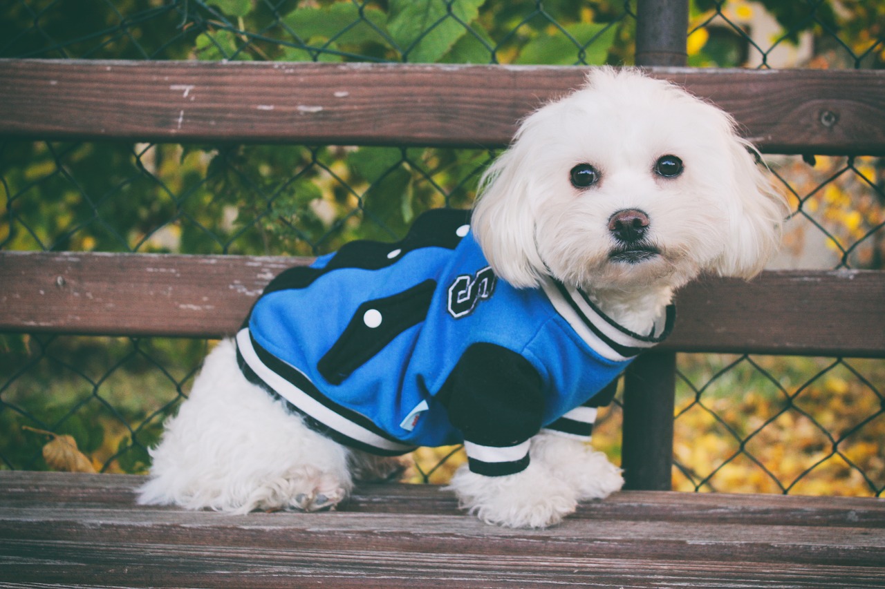 maltese dog dog autumn free photo