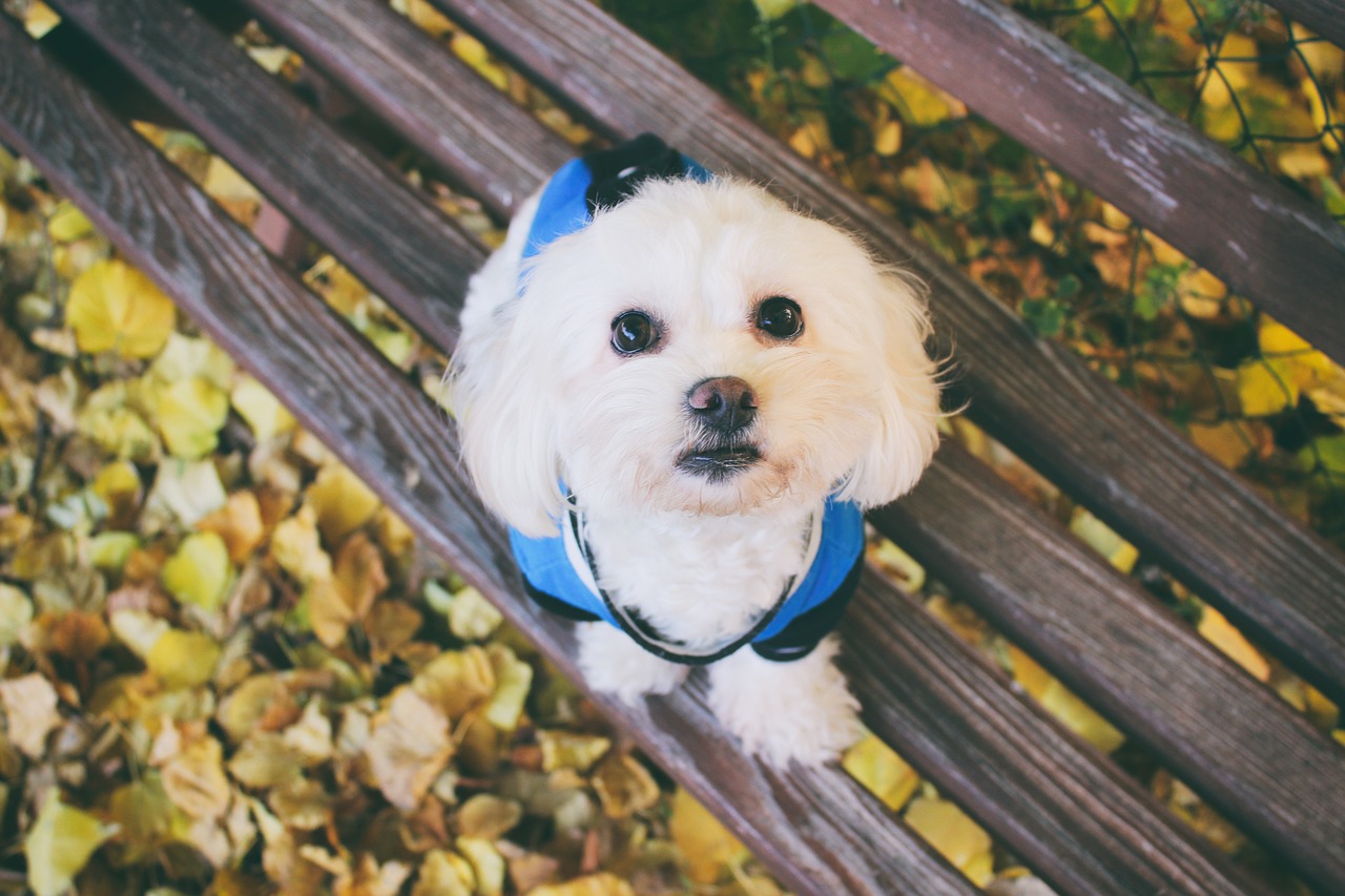 maltese dog dog animal free photo