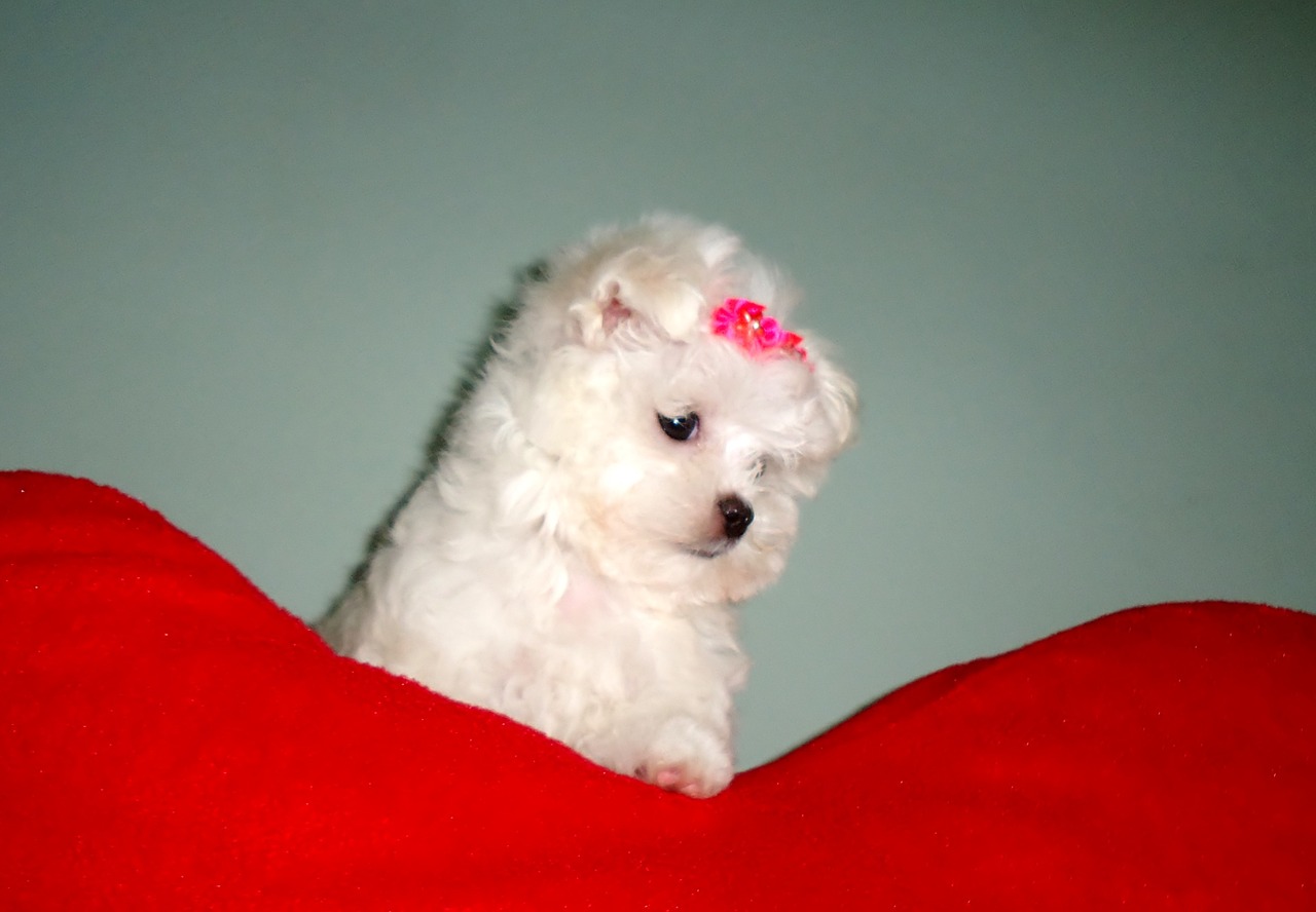 maltese female puppy dog free photo