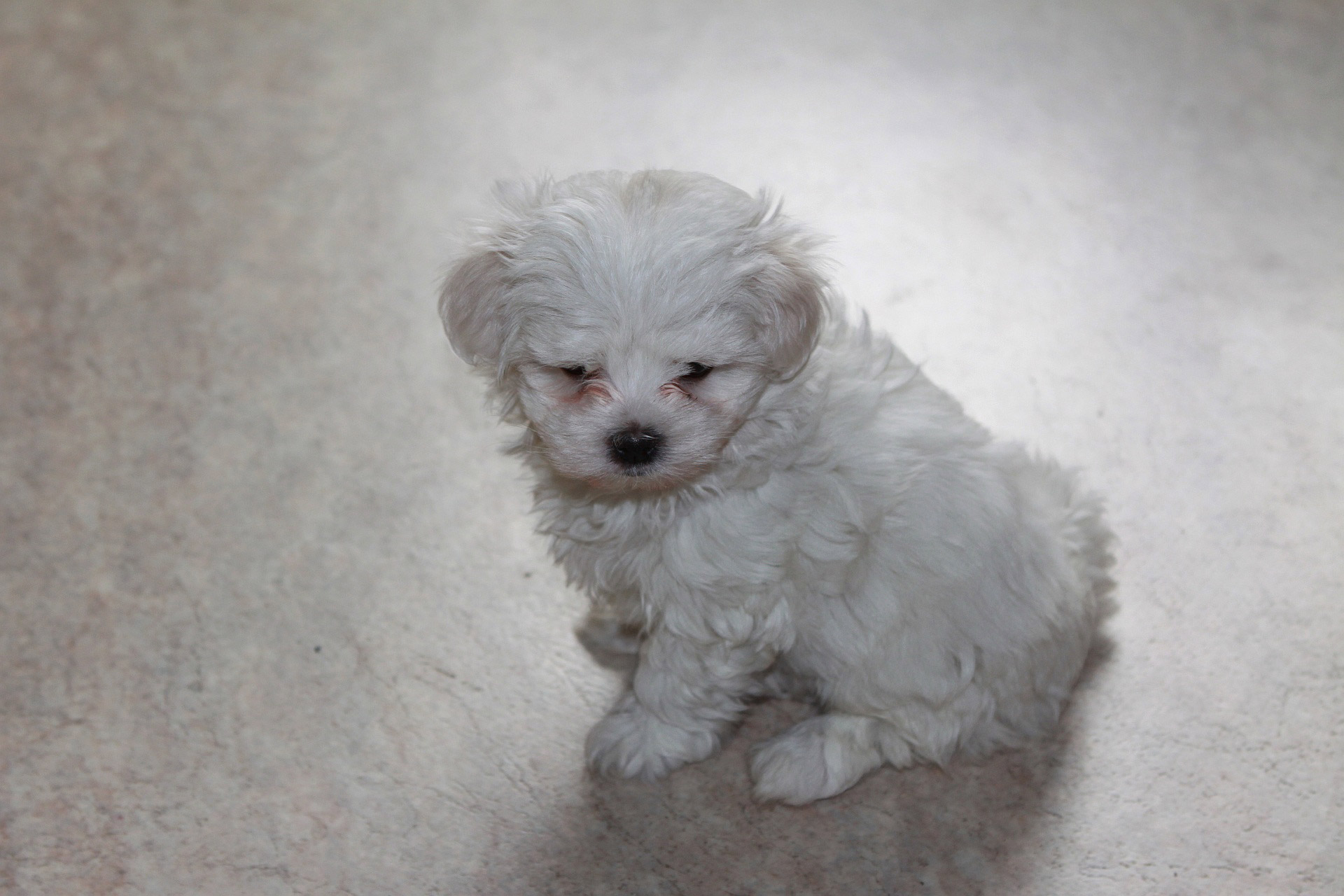 maltese puppy dog free photo