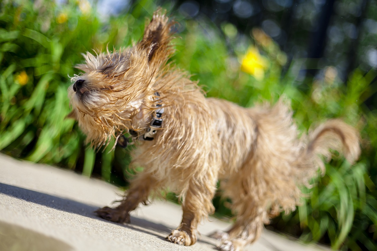 maltipoo shake dog free photo