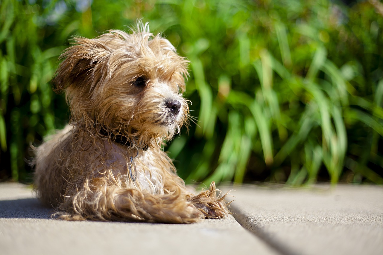 maltipoo shake relax free photo