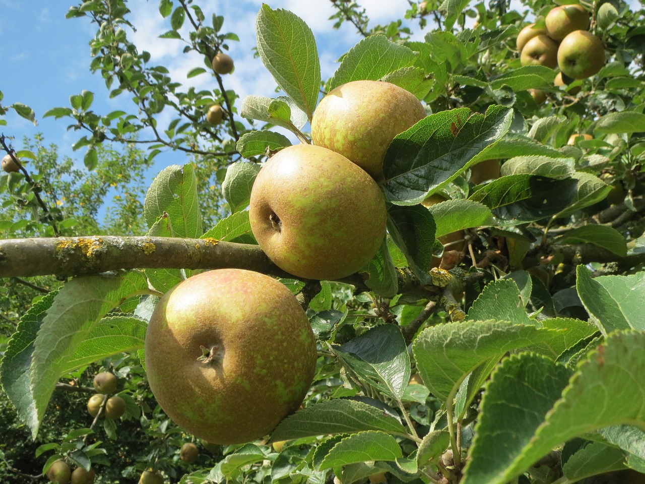 malus apple tree apples free photo