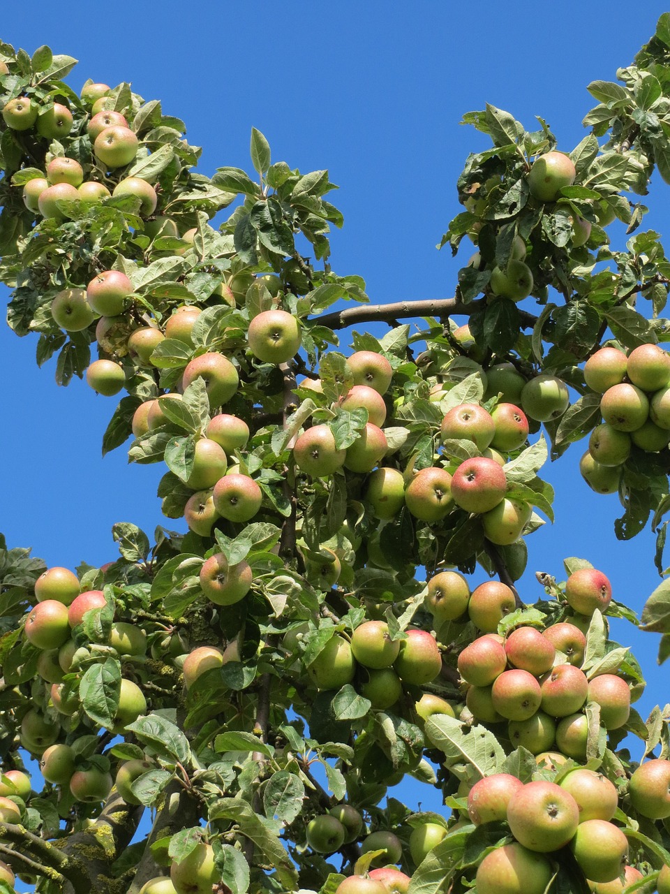 malus domestica apple tree fruit free photo