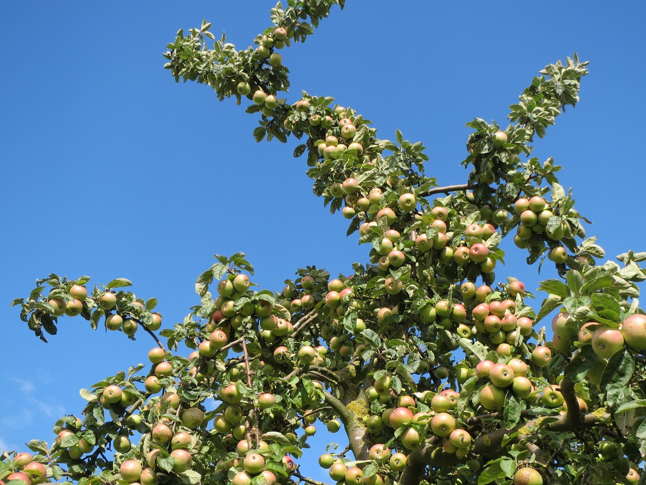 malus domestica apple tree fruit free photo