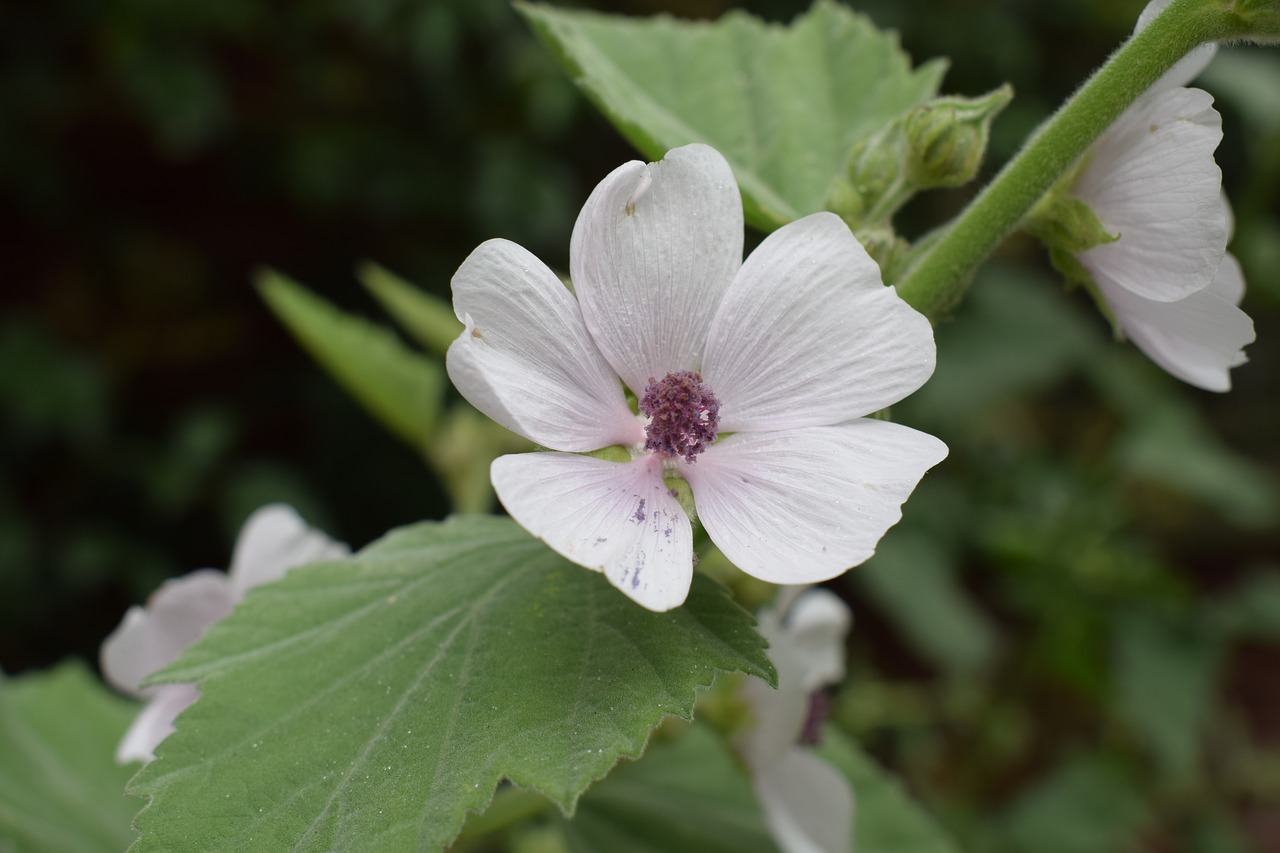 malva perennial flower free photo