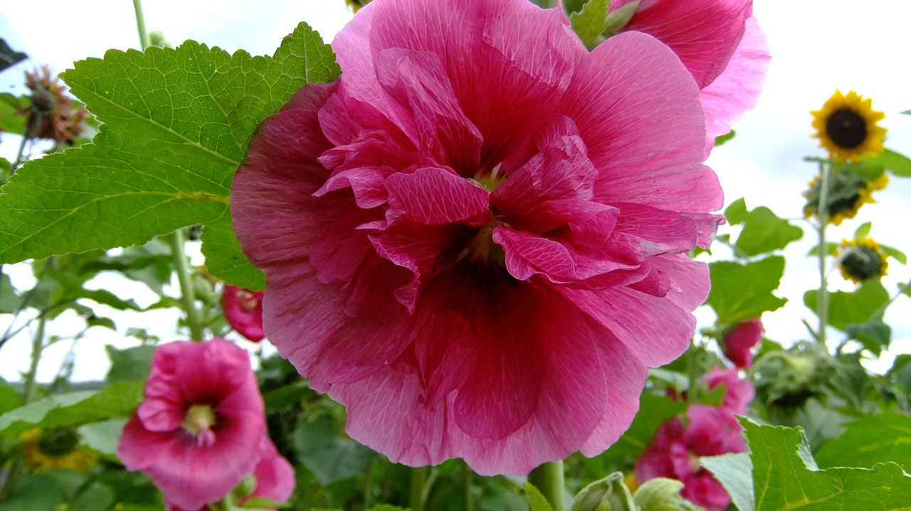 malva  flowers  nature free photo