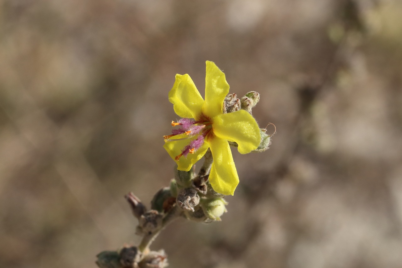 malva  wild  flower free photo