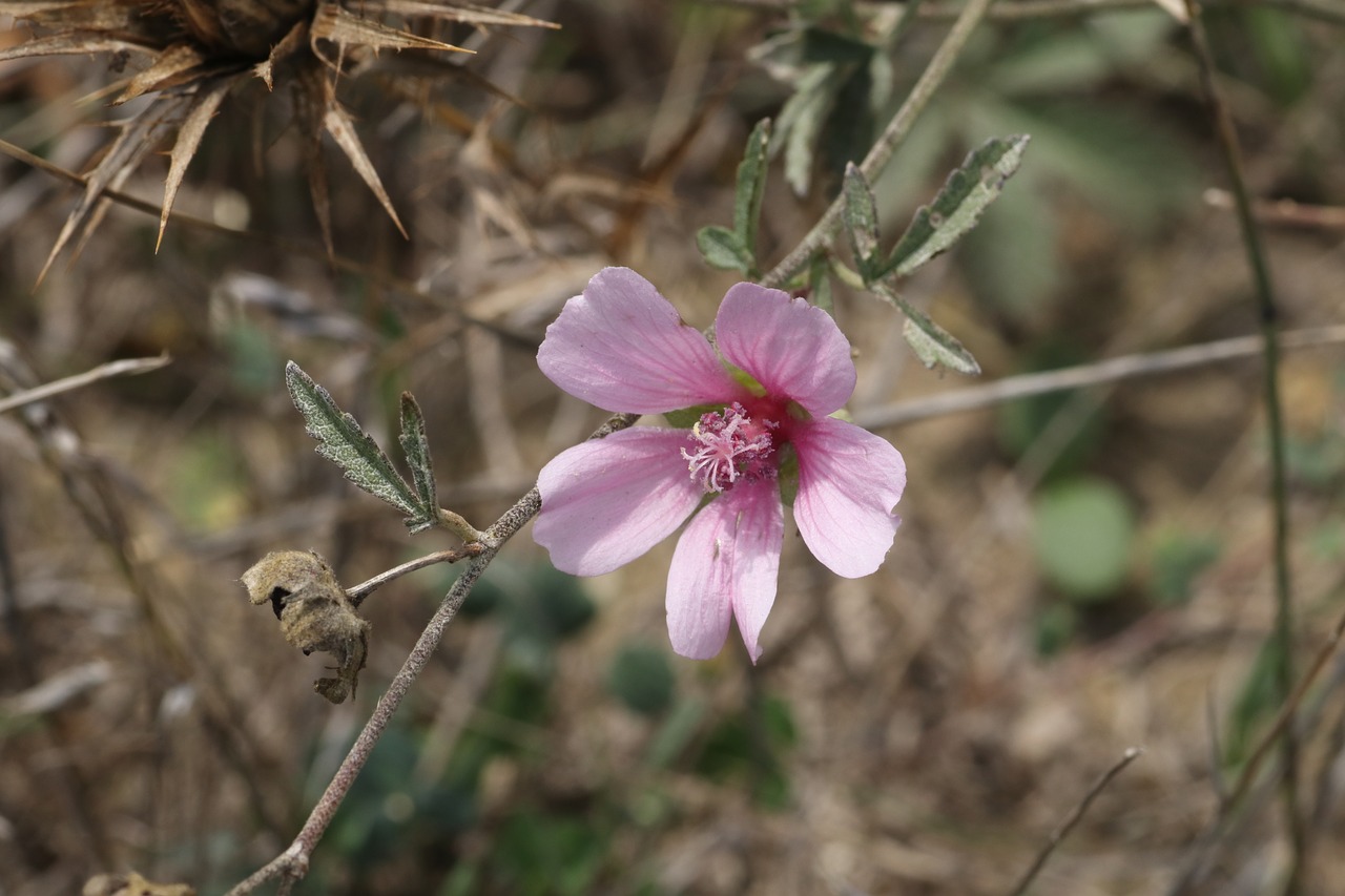 malva  wild  flower free photo