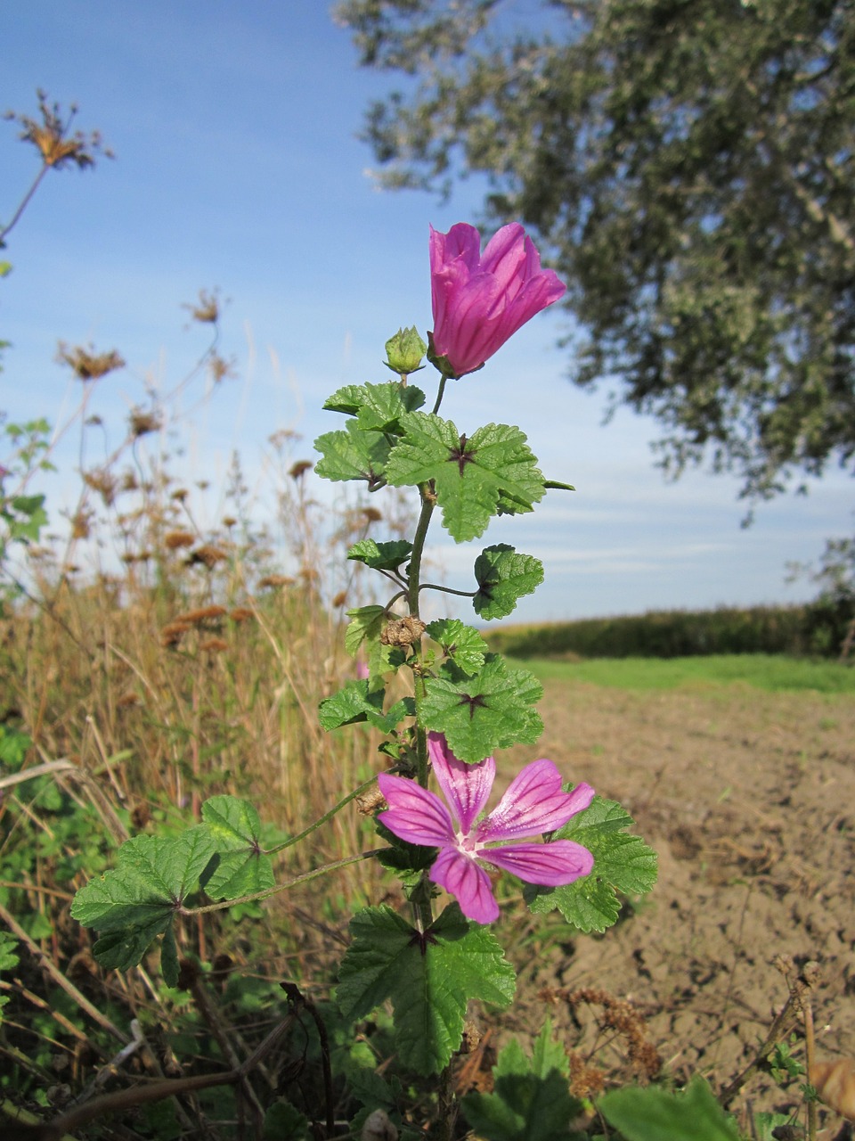 malva sylvestris common mallow cheeses free photo