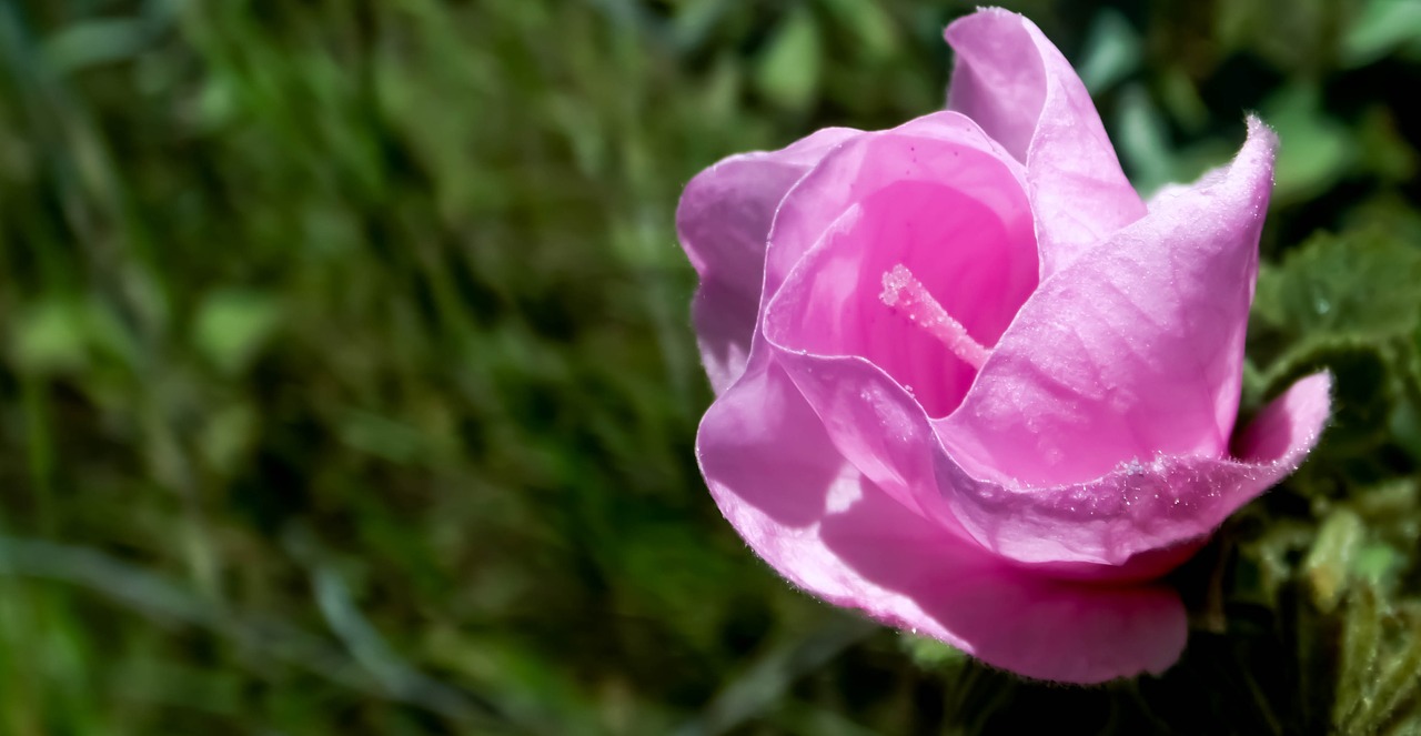 malvacea flower cerrado free photo