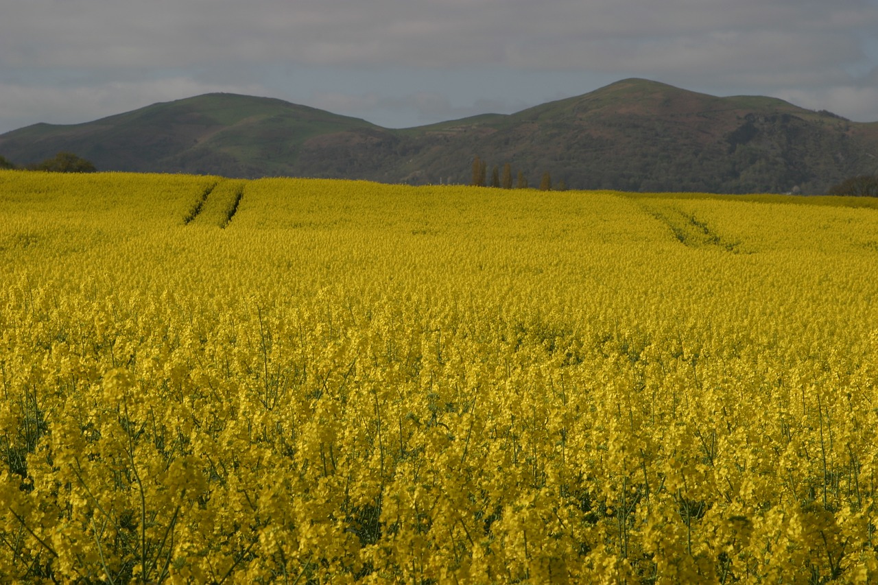 malvern hills  rape seed fields  worcestershire free photo