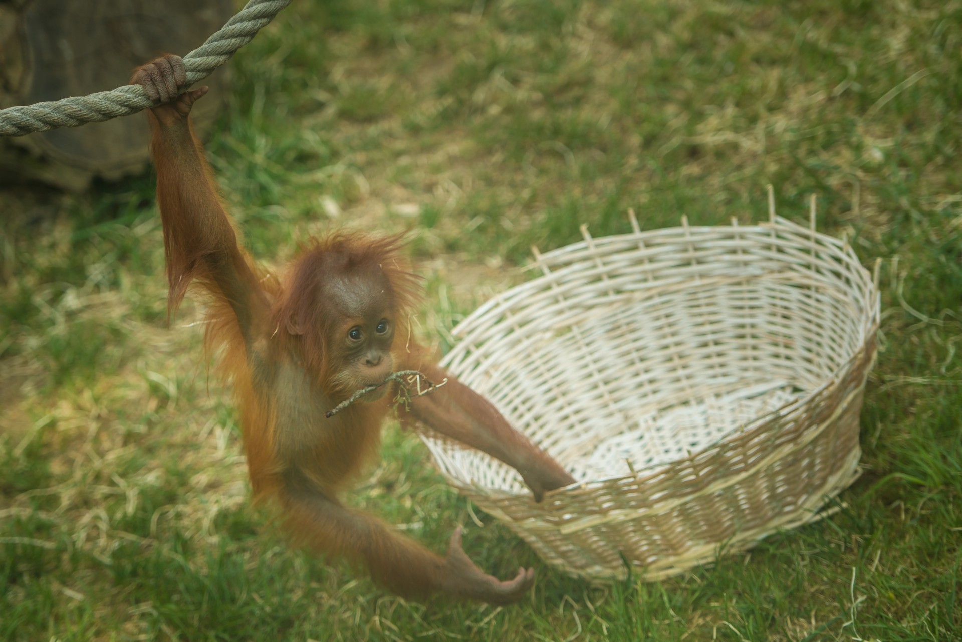 monkey young summer free photo