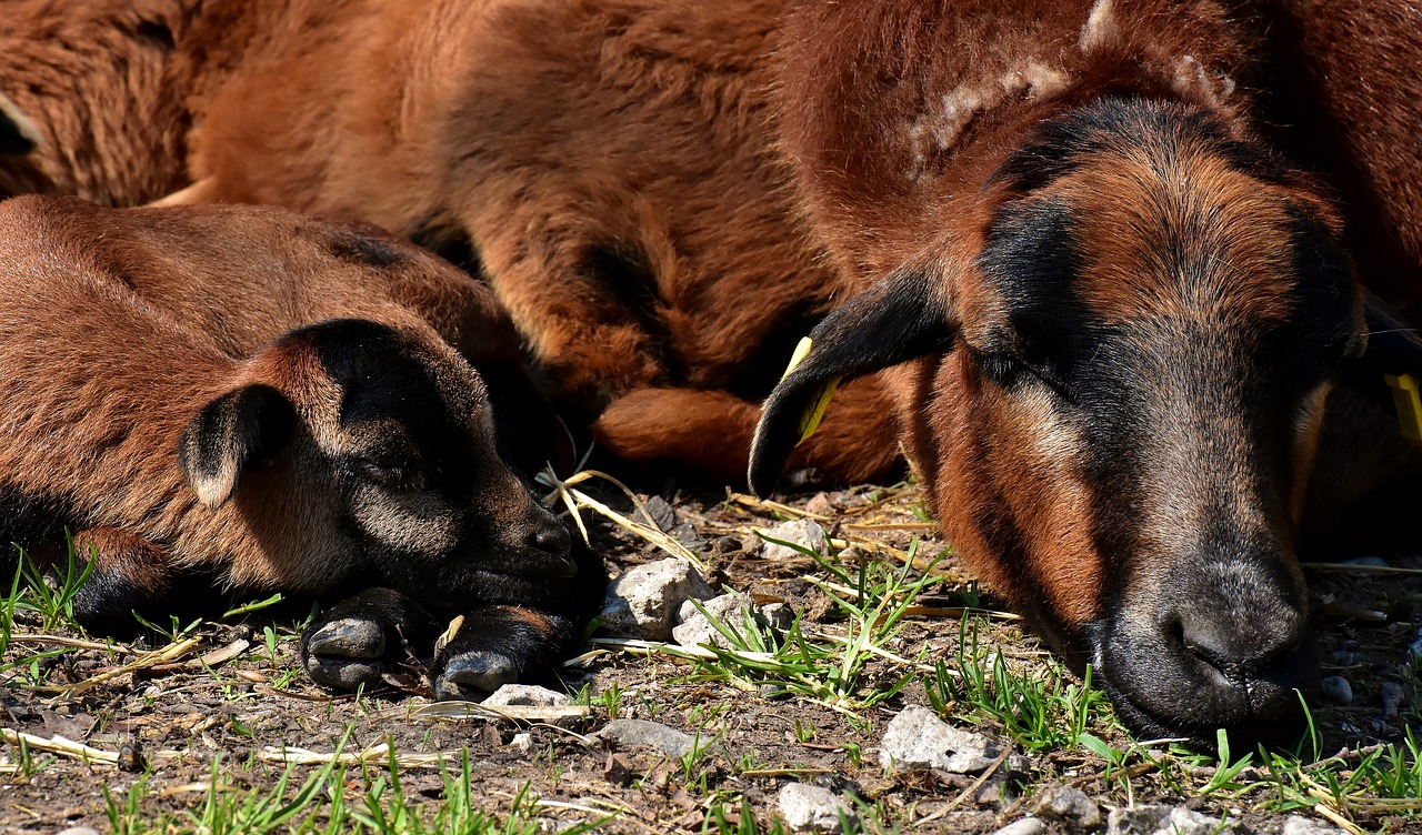 mama  young  sleep free photo