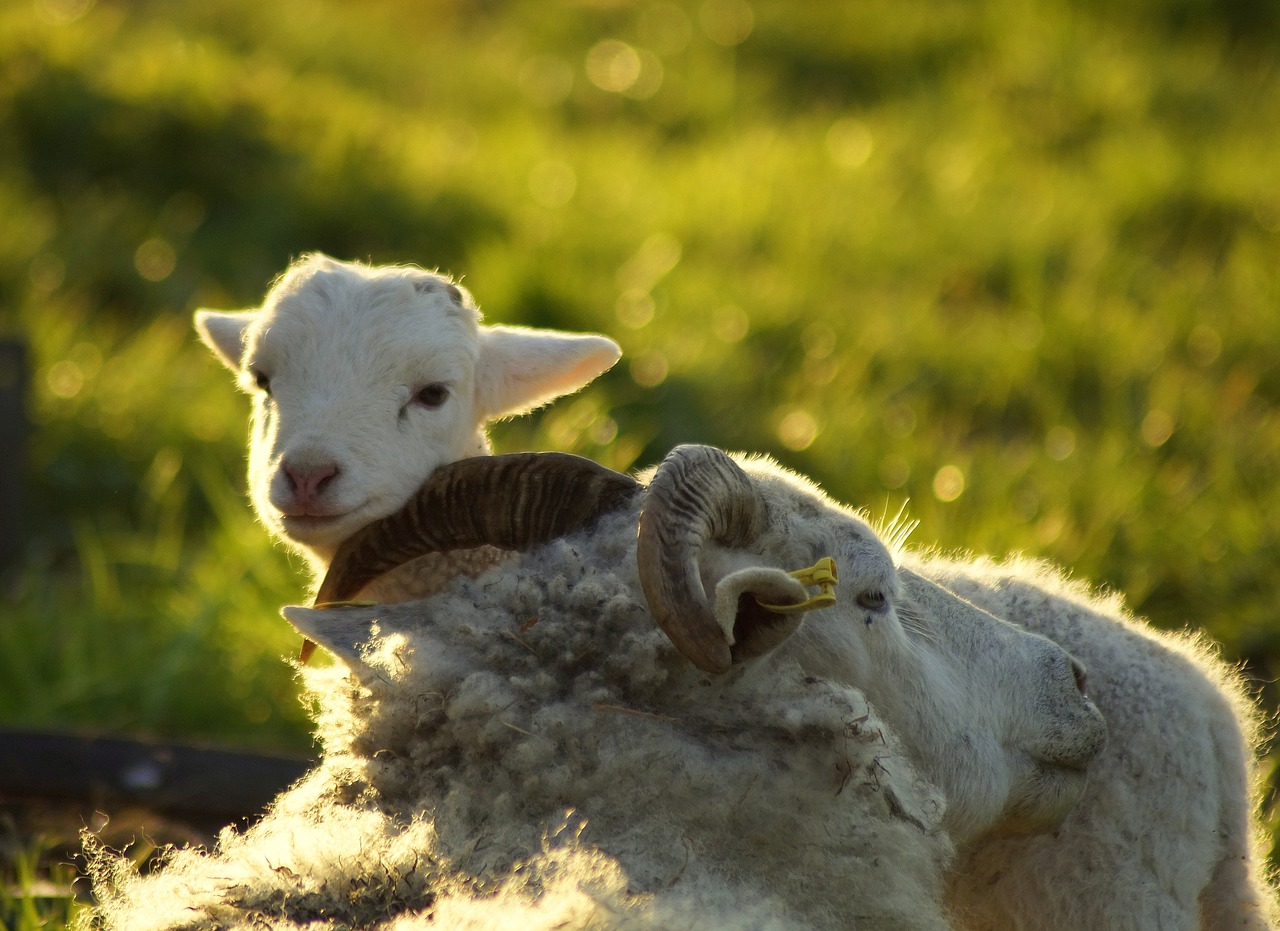 mama  motherly love  snuggle free photo