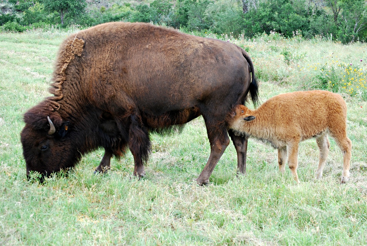 mama and baby baby buffalo nursing baby free photo