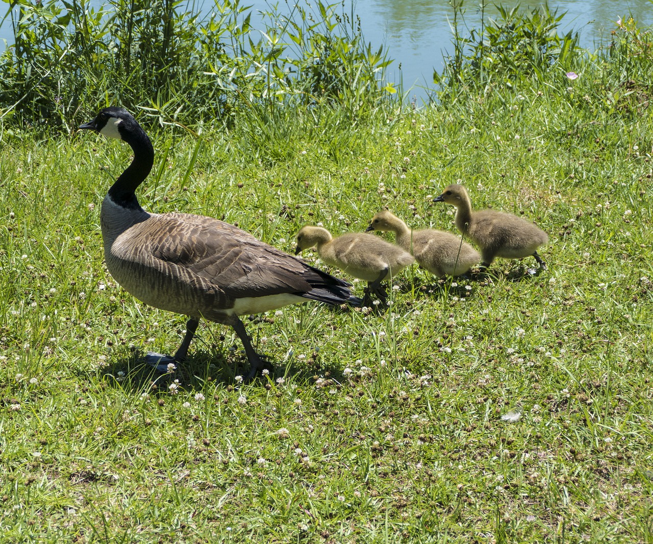 mama duck baby ducklings canadian geese free photo