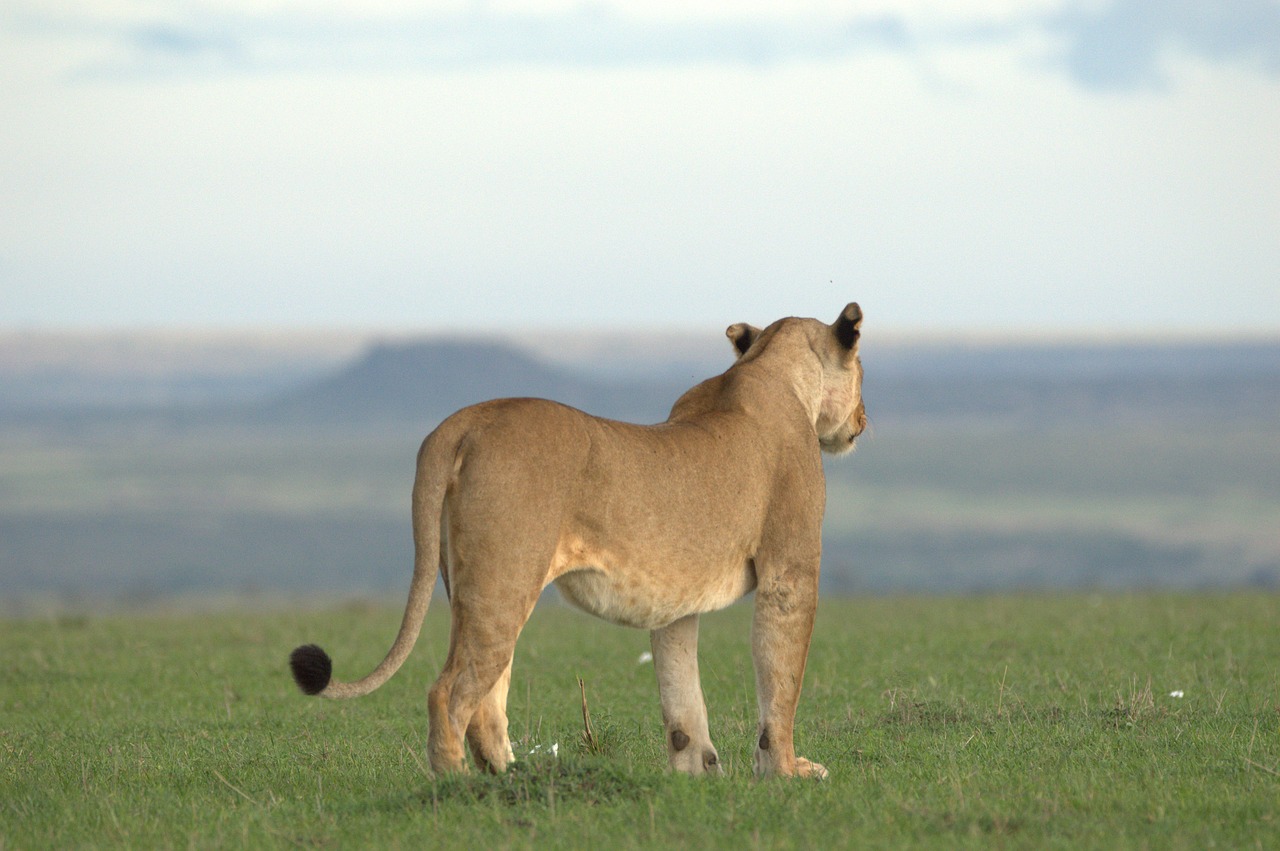 mama lion  lioness  wilderness free photo