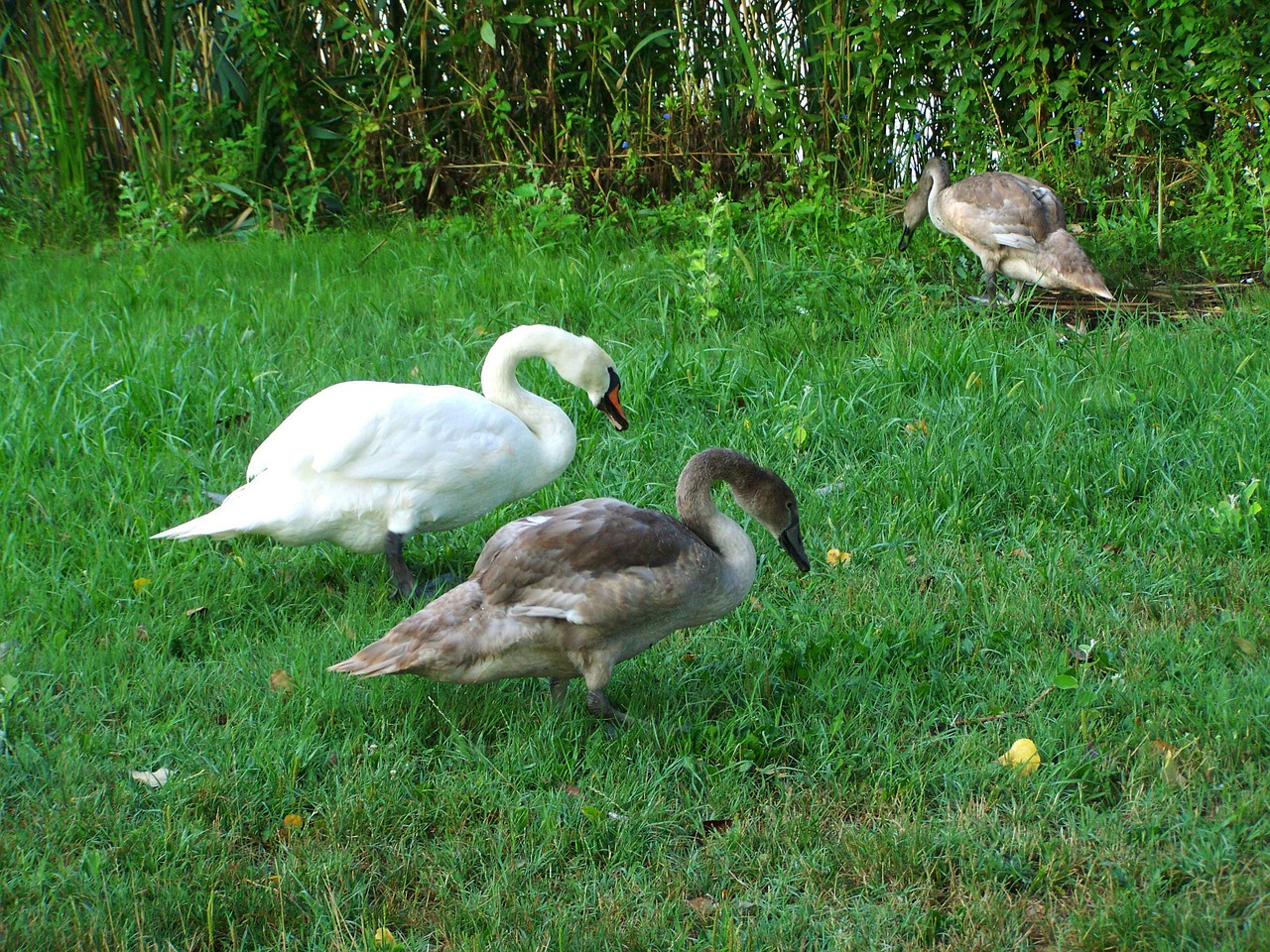 mama swan swan chicks waterfowl free photo