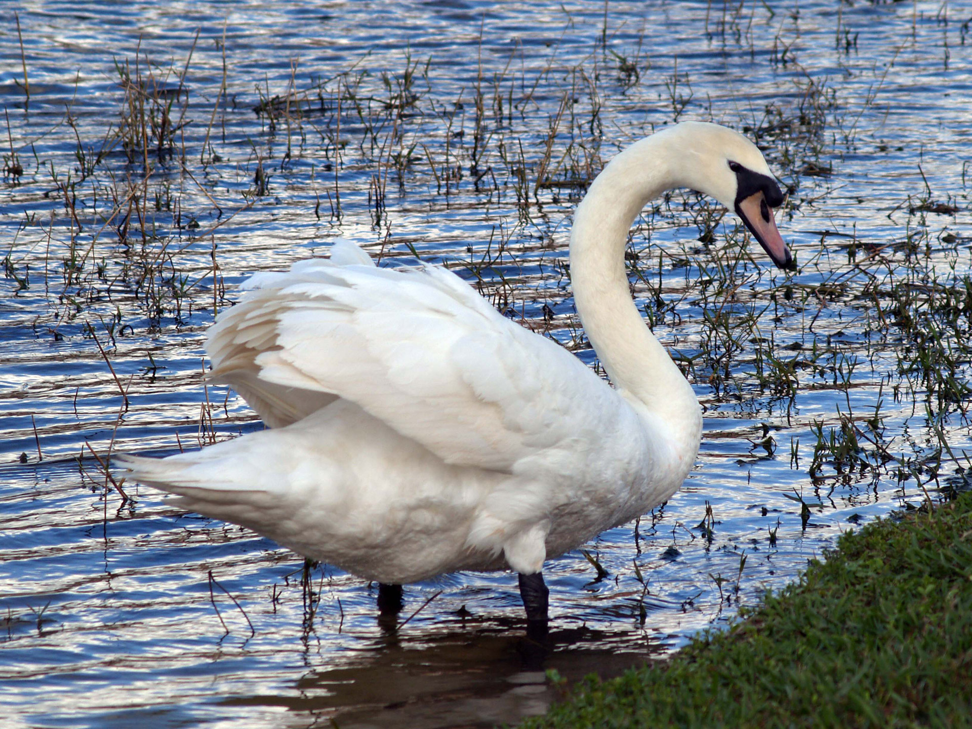 swan lake bird free photo