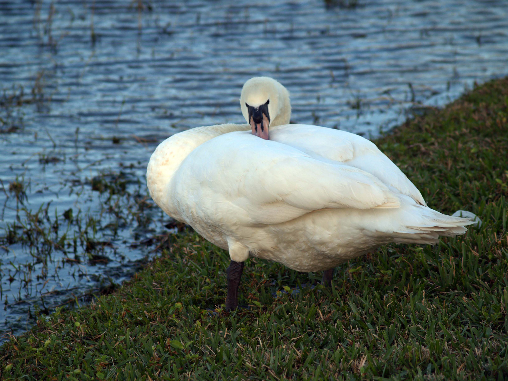 swan lake bird free photo