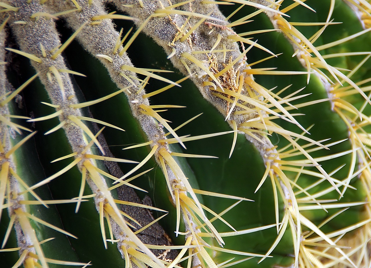 mamillaria  cactus  quills free photo