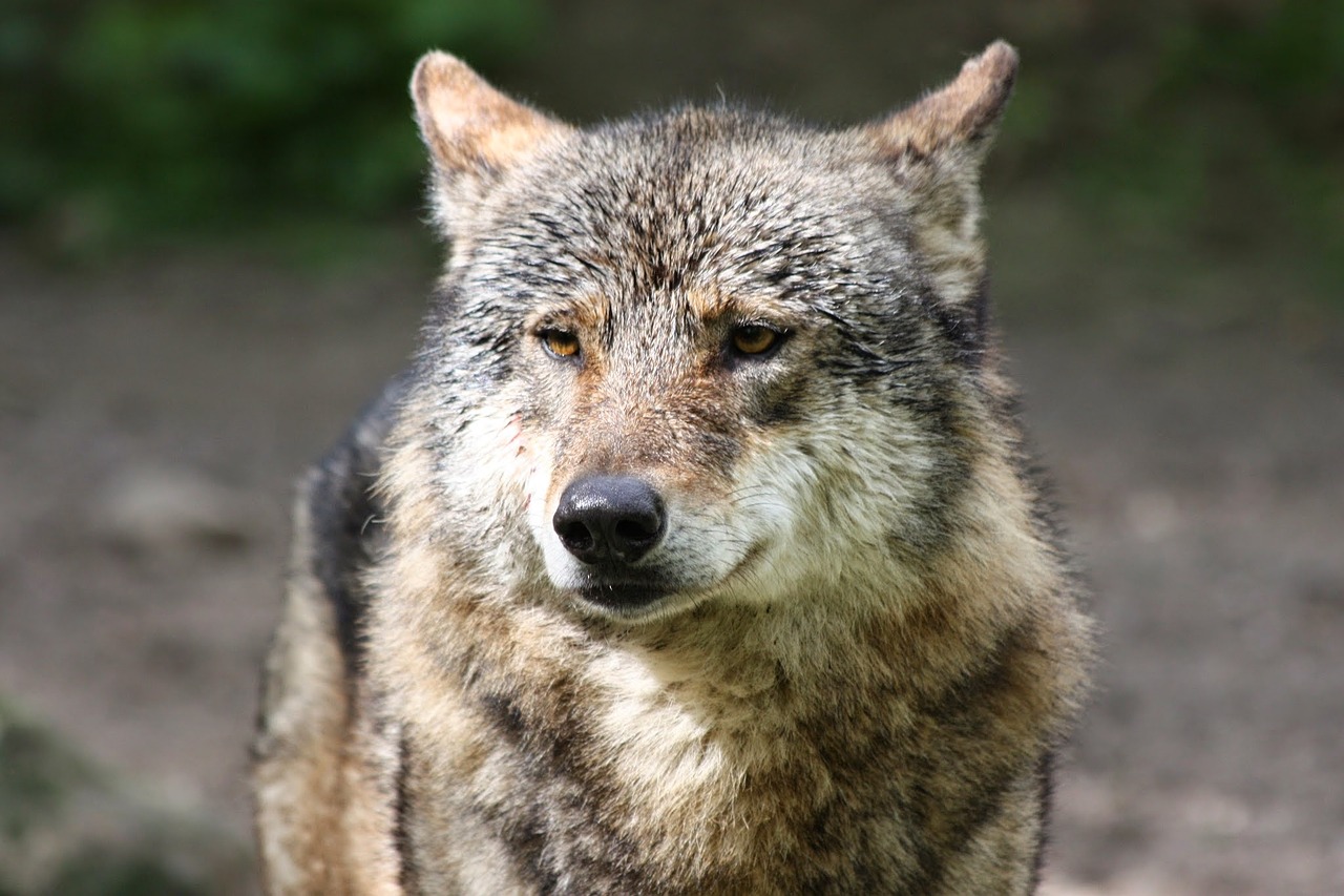 mammal wolf nature free photo