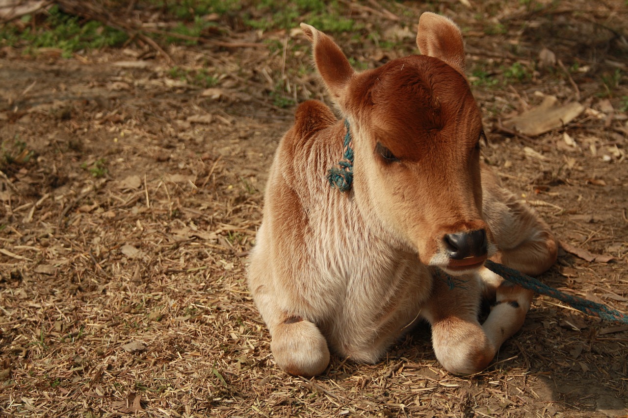 mammal grass zoo free photo