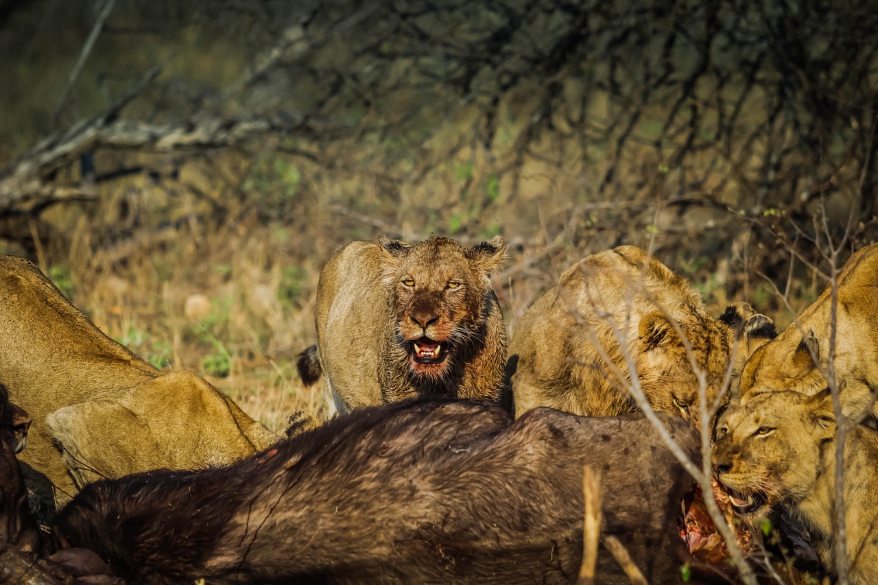 lions mammal wildlife free photo