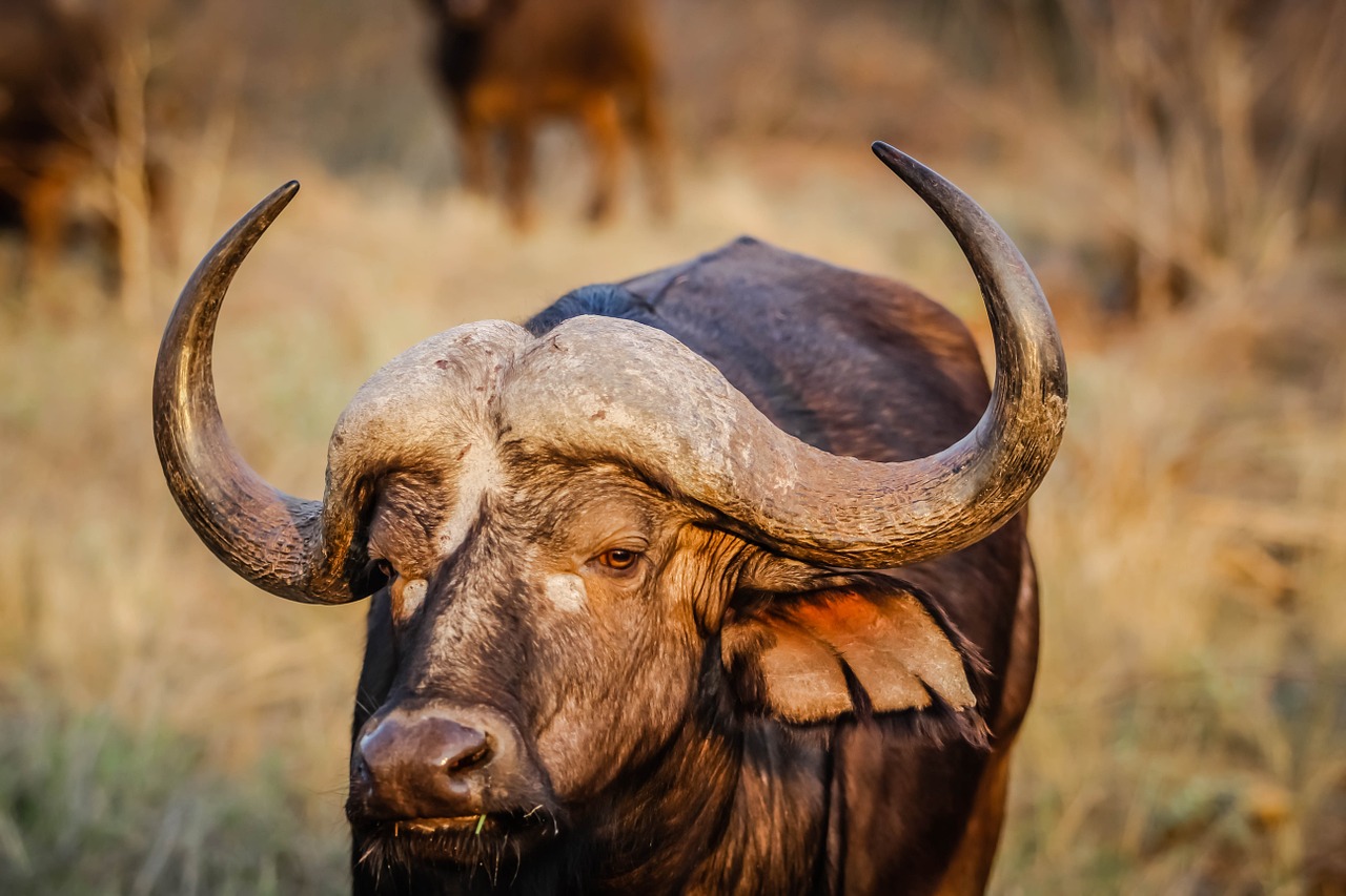 mammal bovine cow free photo