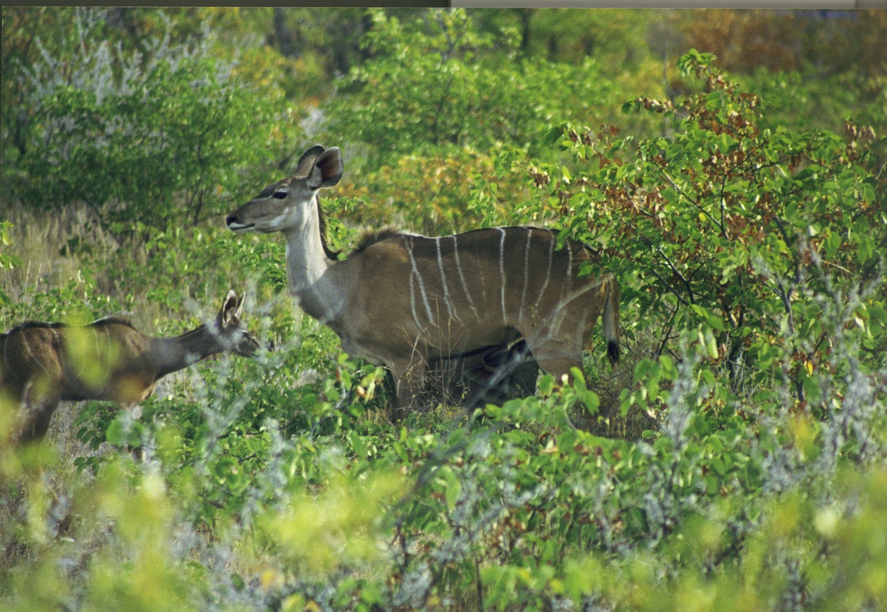 mammal antelope large kudu free photo
