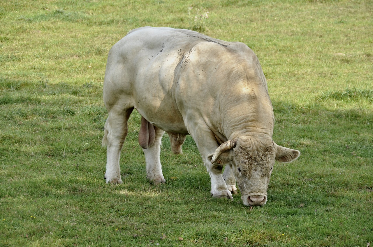 mammal animal beef free photo