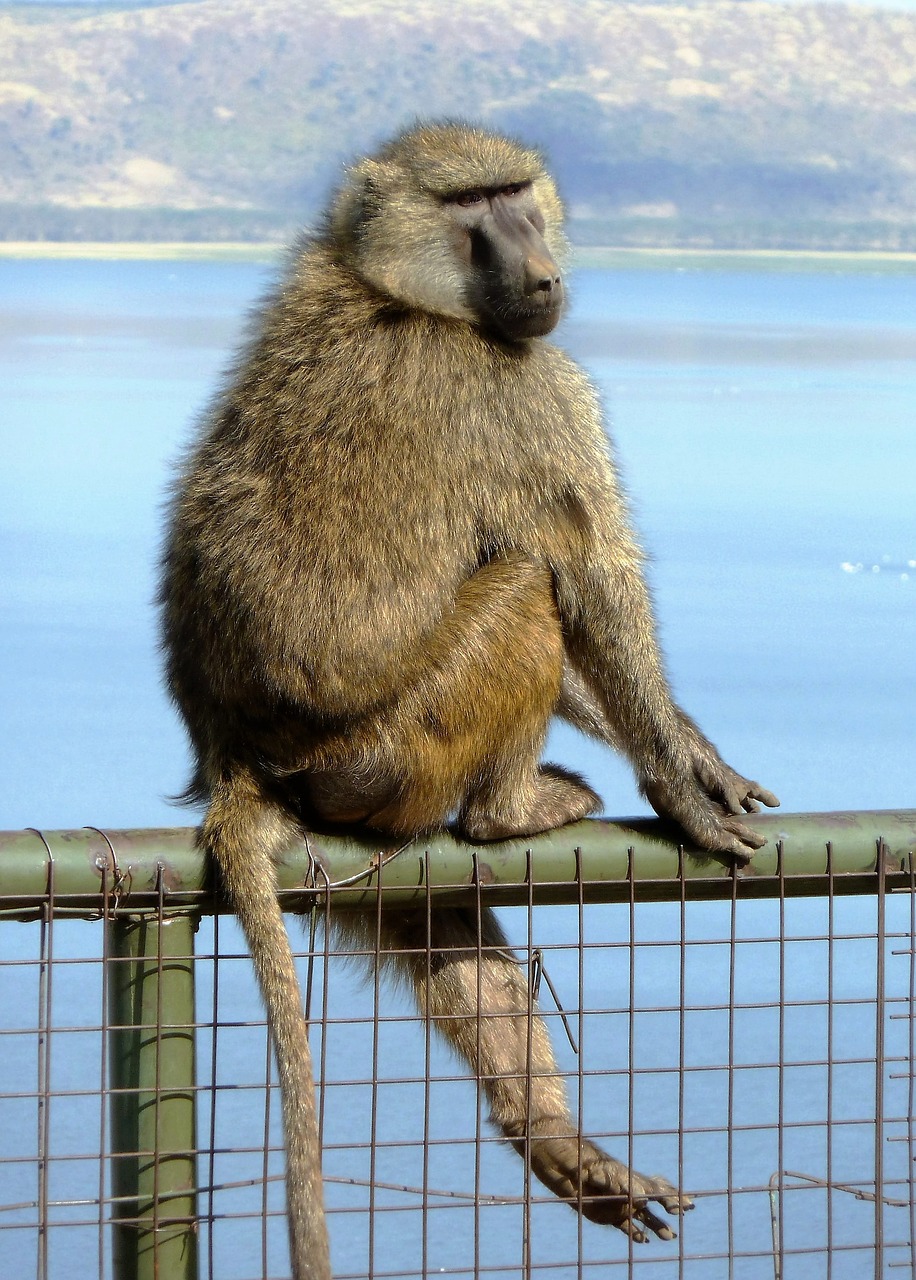mammal monkey balance free photo