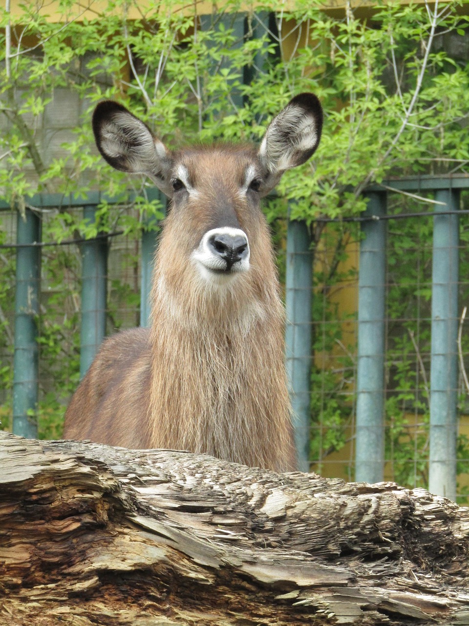 mammal zoo head free photo