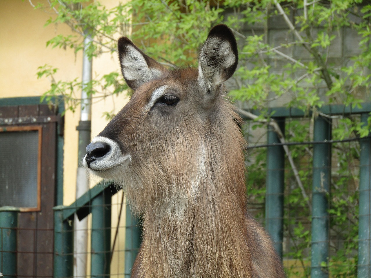 mammal zoo head free photo