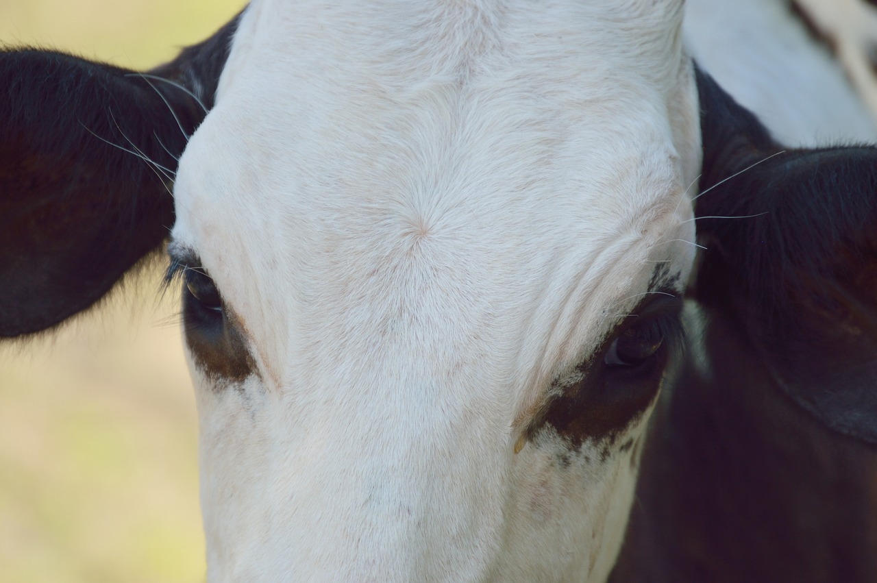 mammal cow toro free photo