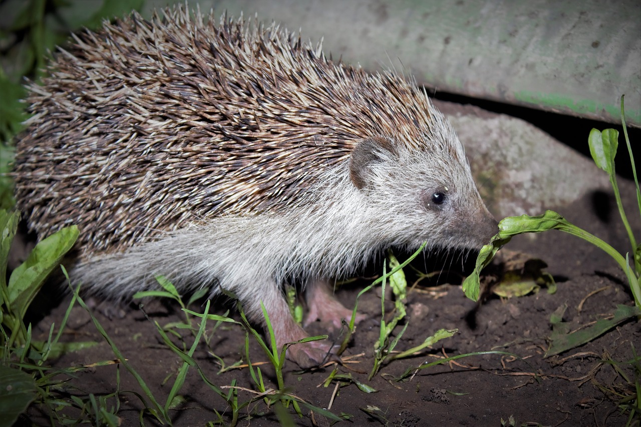 mammal hedgehog protection free photo