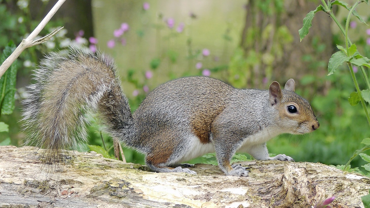 mammal nature squirrel free photo