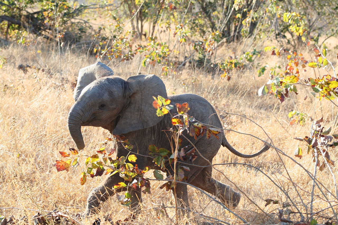 mammal africa elephant free photo