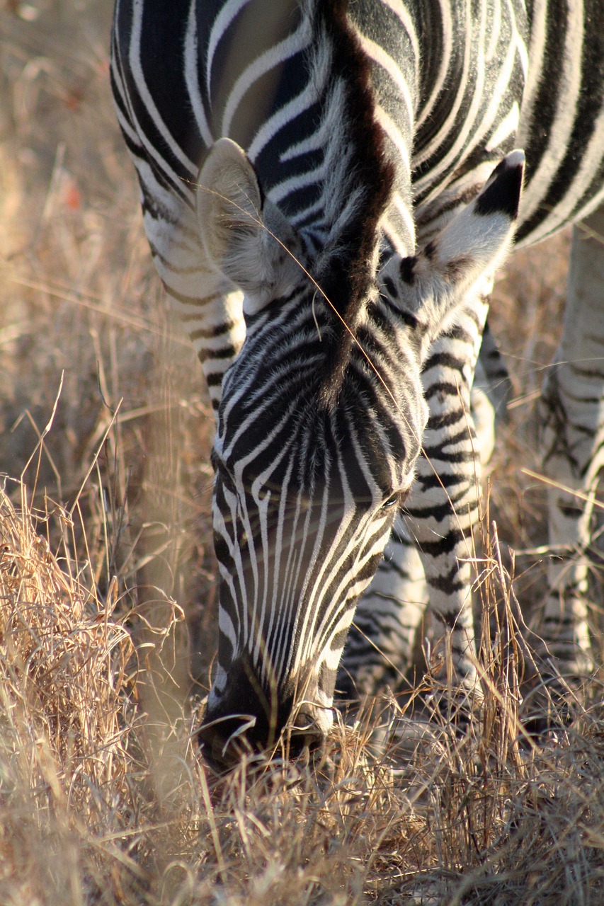 mammal animal zebra free photo