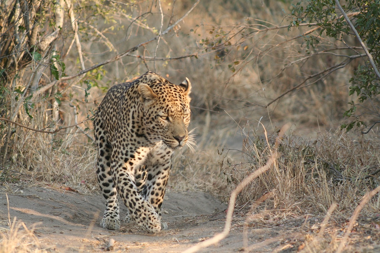 mammal animal leopard free photo