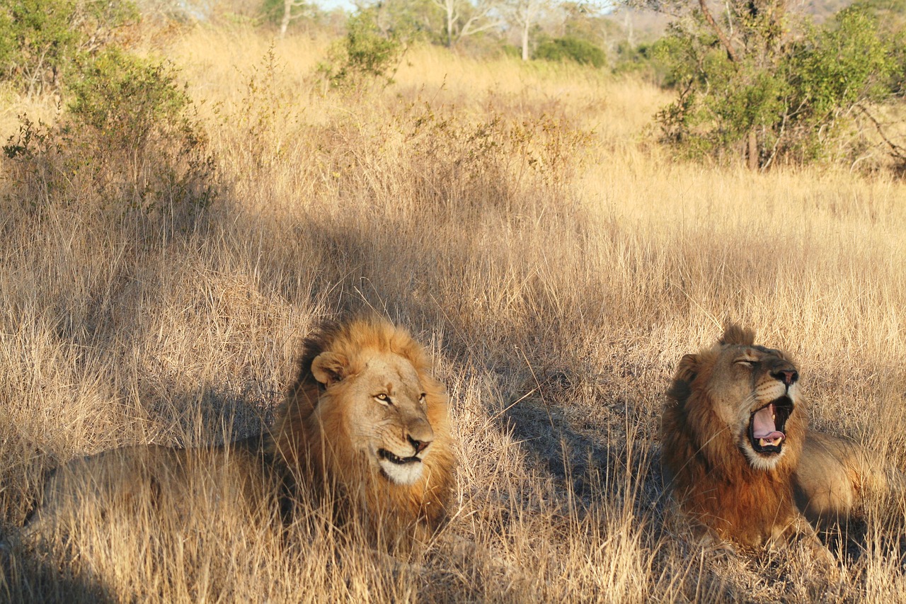 mammal animal lion pair free photo