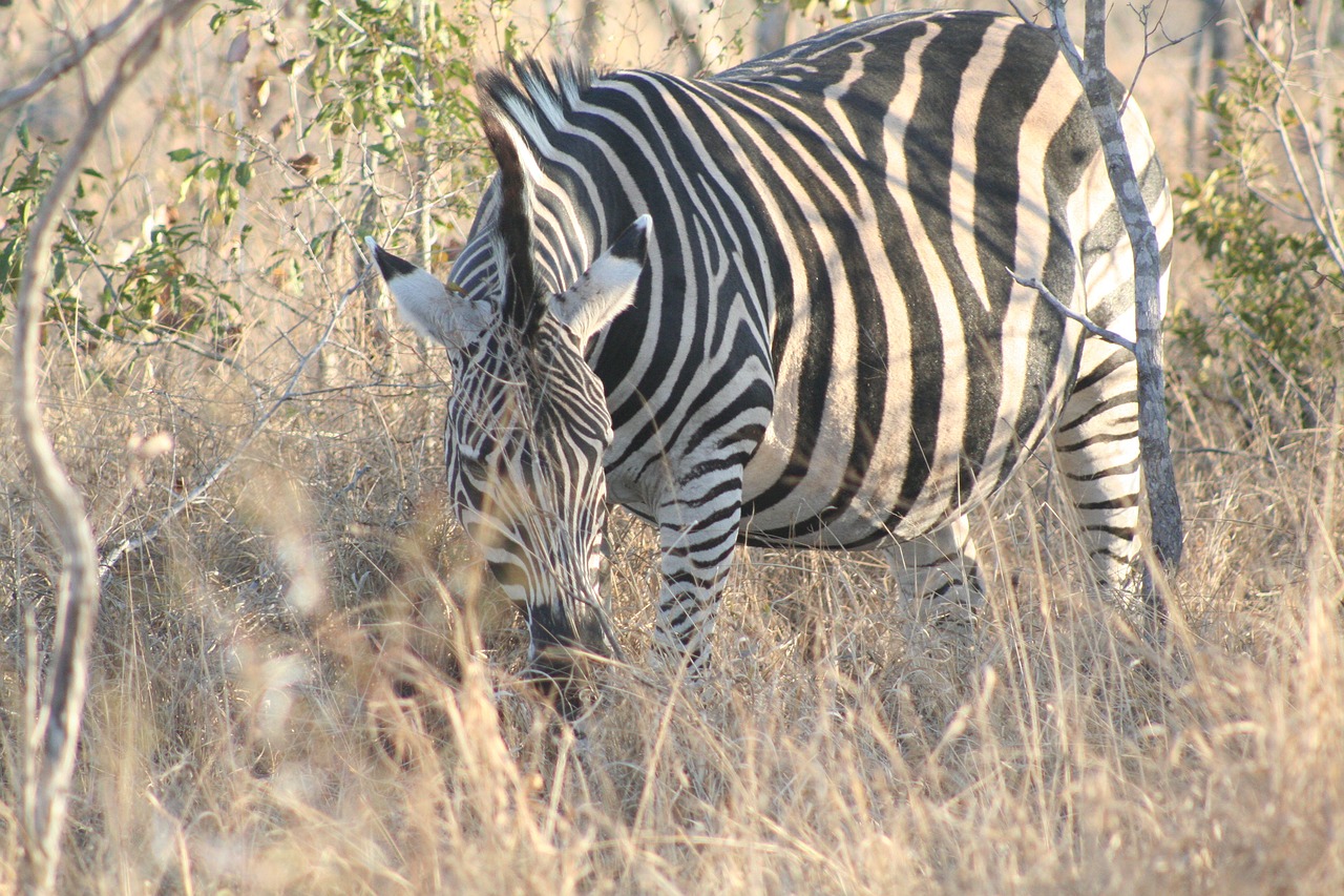 mammal animal grazing zebra free photo