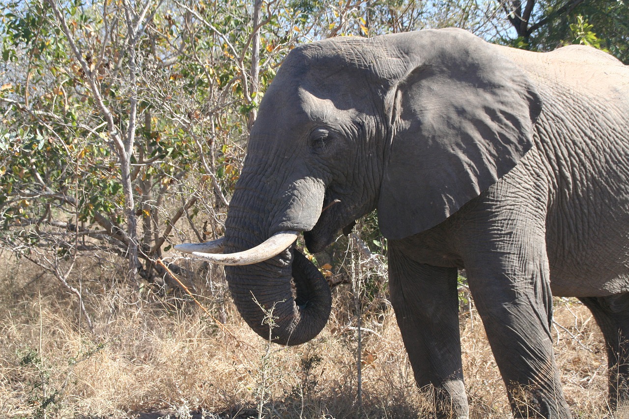 mammal animal elephant eating free photo