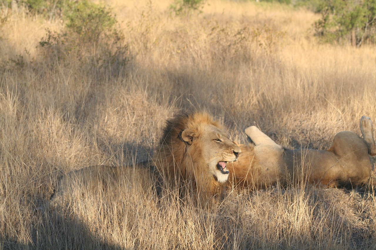 mammal animal roaring lion lion free photo