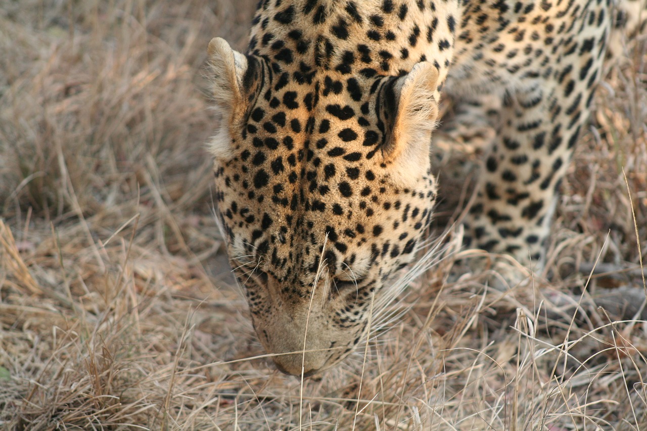 mammal animal leopard free photo